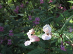 SX24034 Flowers in Biesbosch.jpg